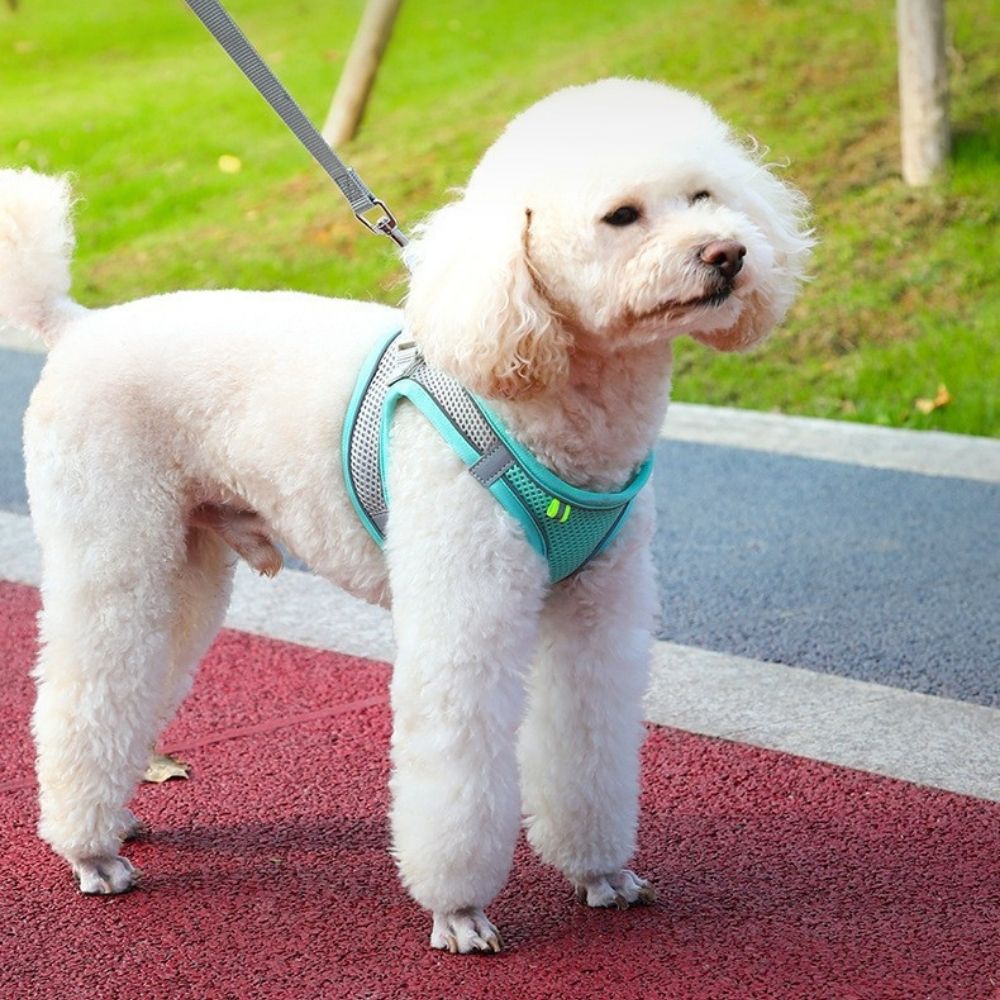 Minimalist Dog Harness + Free Leash