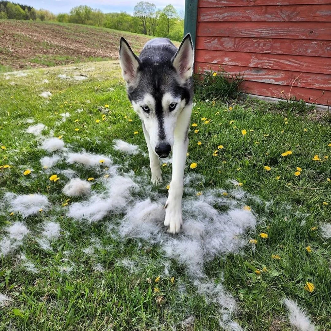 Grooming Brush