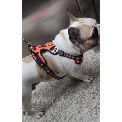 Quick Release Dog Harness - Orange