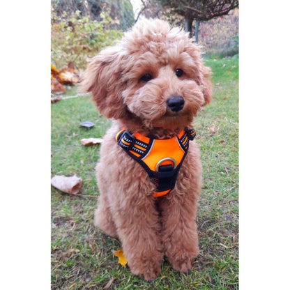 Quick Release Dog Harness - Orange