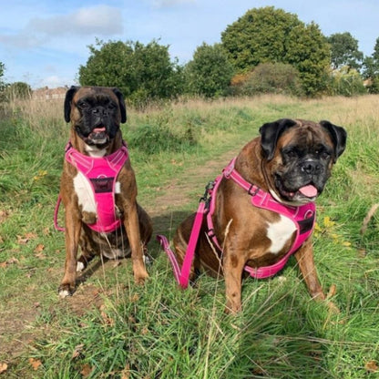 Quick Release Dog Harness - Pink