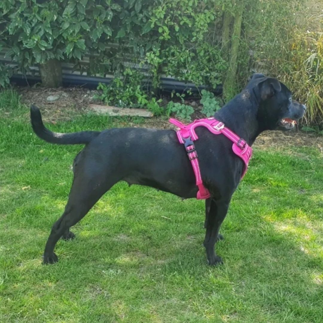 Quick Release Dog Harness - Pink