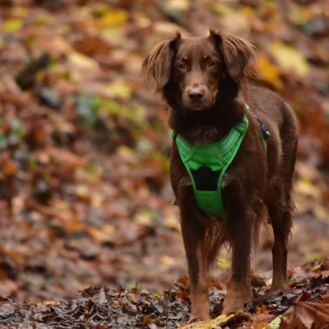 Quick Release Dog Harness - Green