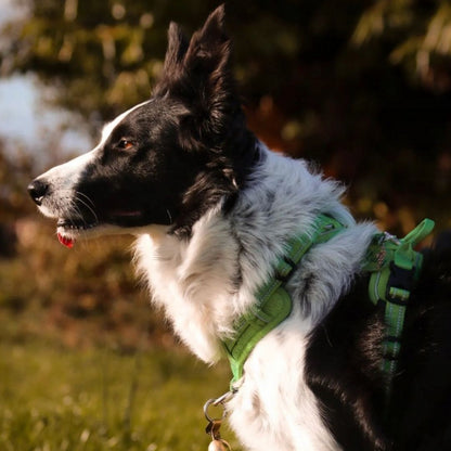 Quick Release Dog Harness - Green