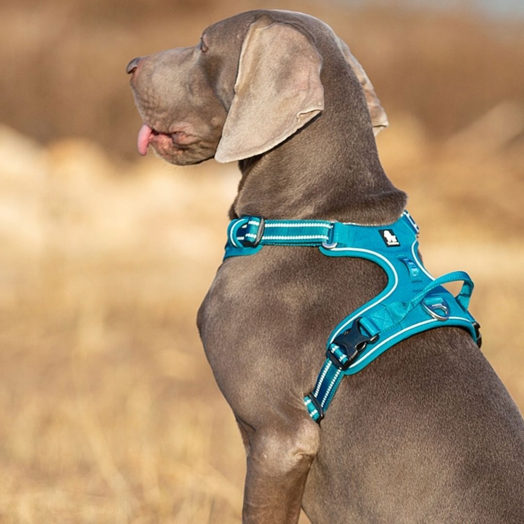 Quick Release Dog Harness - Light Blue