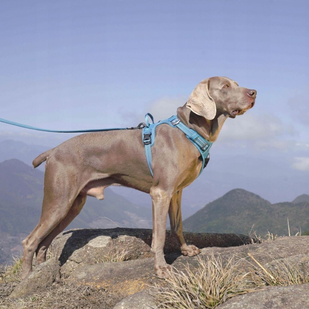 Quick Release Dog Harness - Light Blue