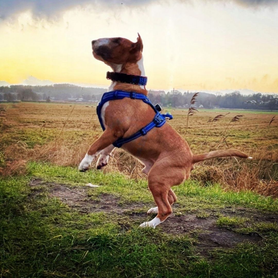 Quick Release Dog Harness - Dark Blue