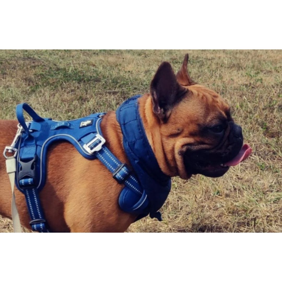 Quick Release Dog Harness - Dark Blue