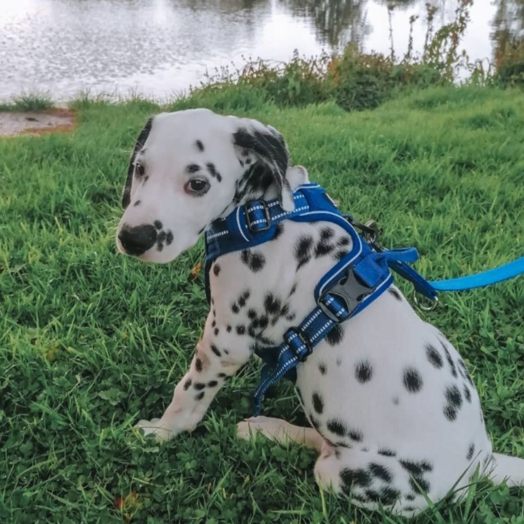 Quick Release Dog Harness - Dark Blue