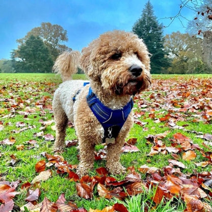 Quick Release Dog Harness - Dark Blue