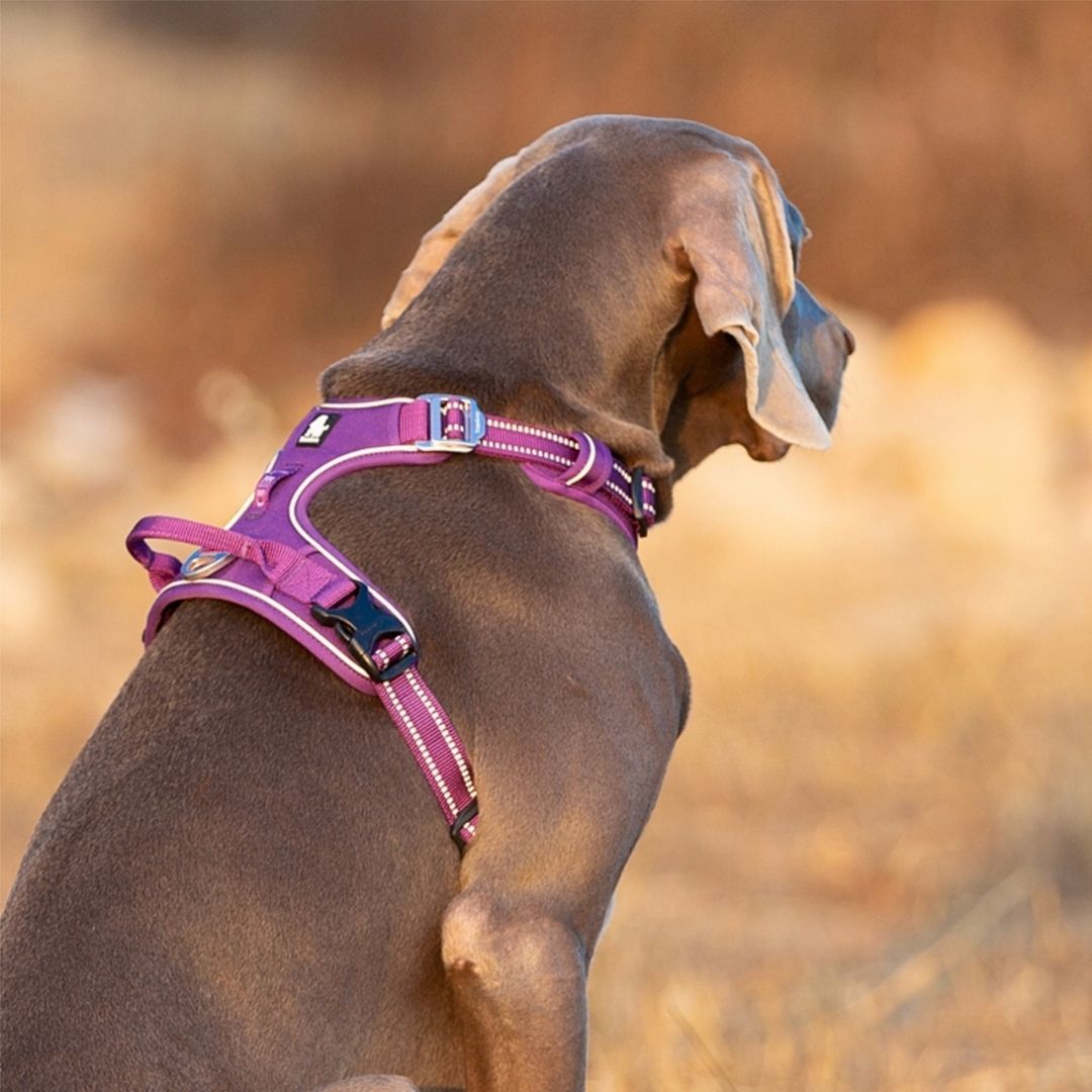 Quick Release Dog Harness - Purple