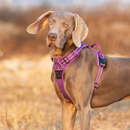 Quick Release Dog Harness - Purple