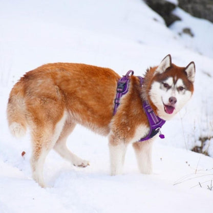 Quick Release Dog Harness - Purple