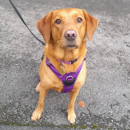 Quick Release Dog Harness - Purple