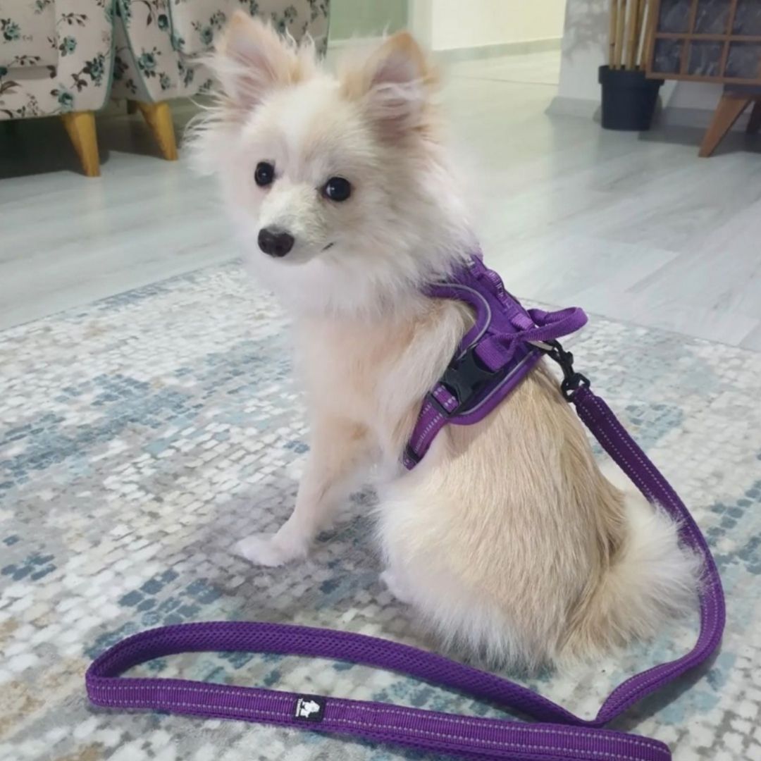 Quick Release Dog Harness - Purple