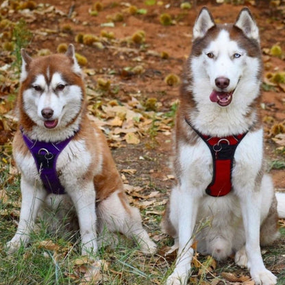 Quick Release Dog Harness - Red