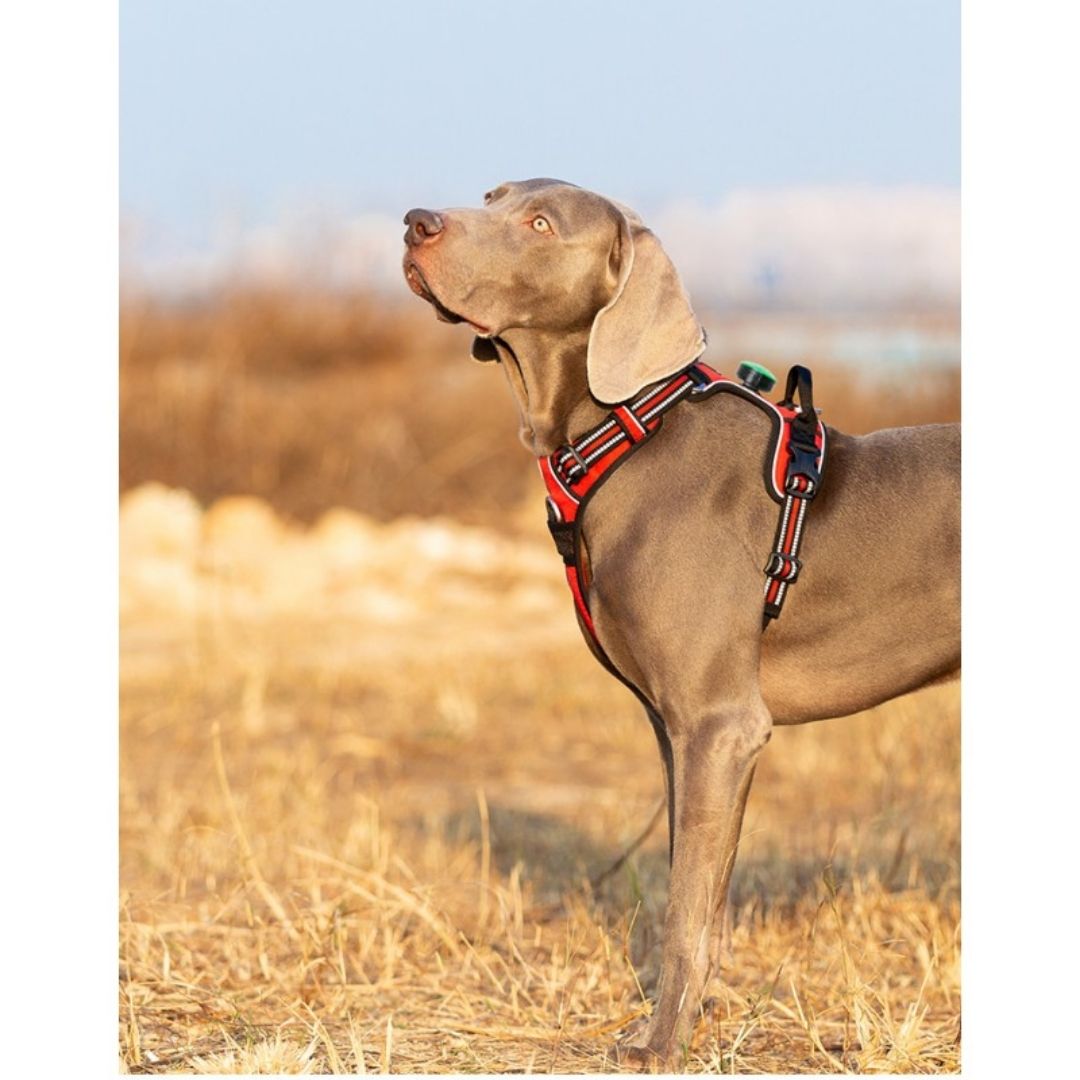 Quick Release Dog Harness - Red