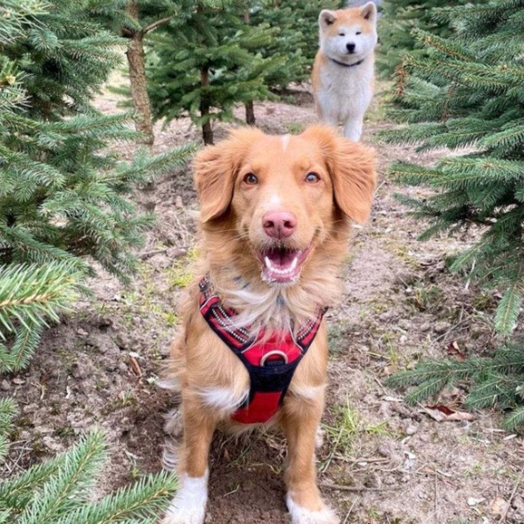 Quick Release Dog Harness - Red