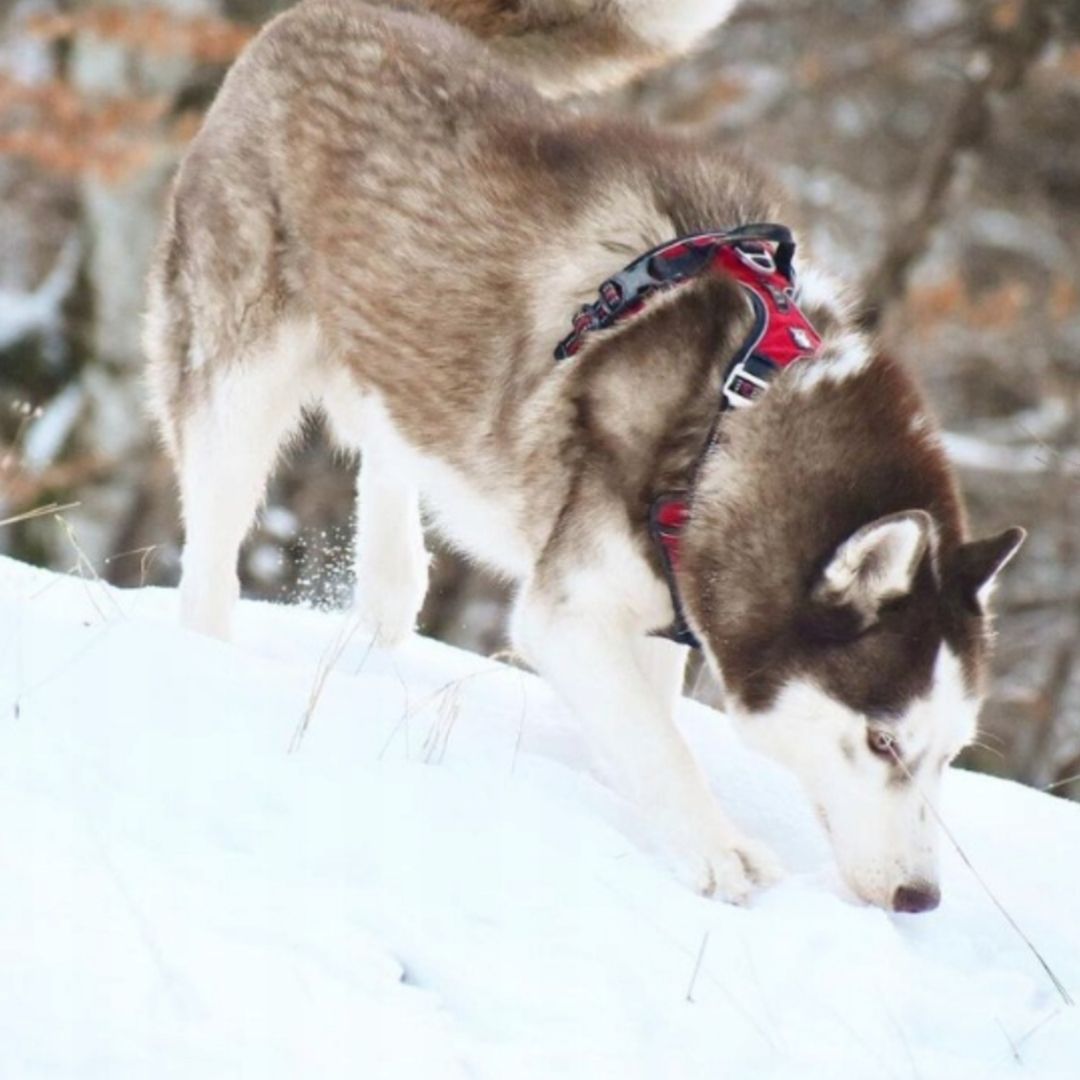 Quick Release Dog Harness - Red