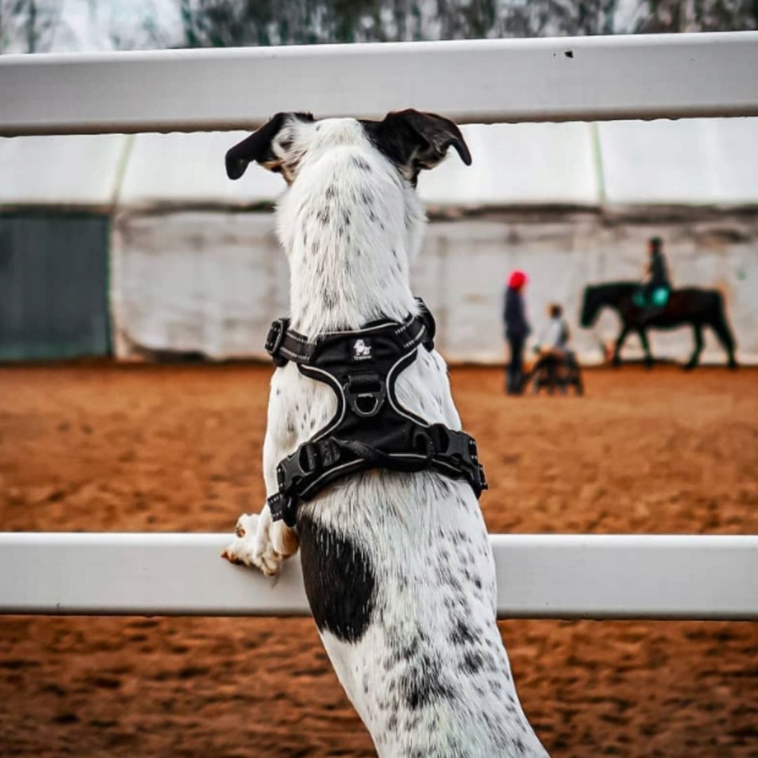 Quick Release Dog Harness - Black