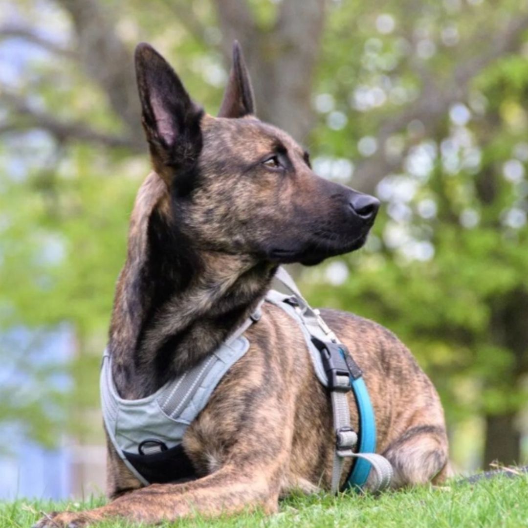 Quick Release Dog Harness - Gray