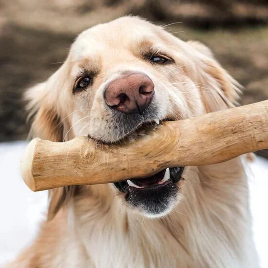 Coffee Wood Chew Sticks