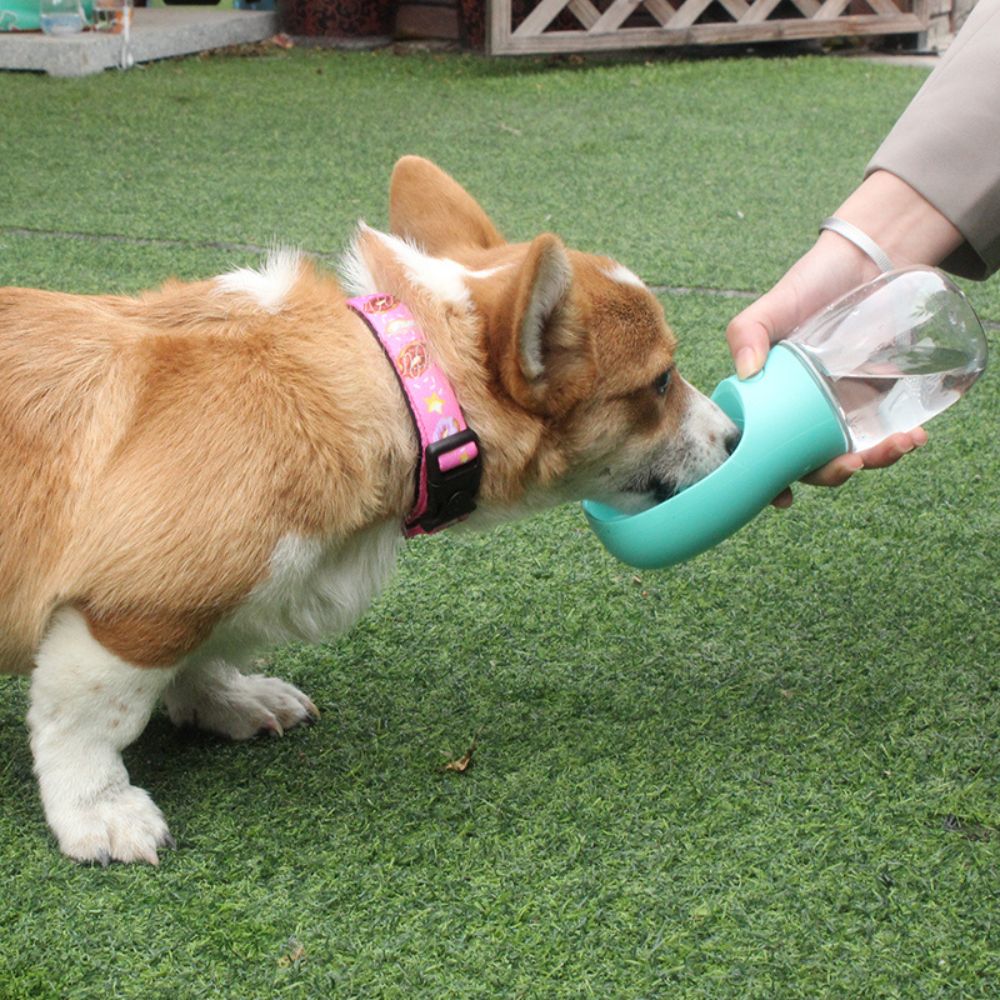 Portable Water Dispenser For Dogs