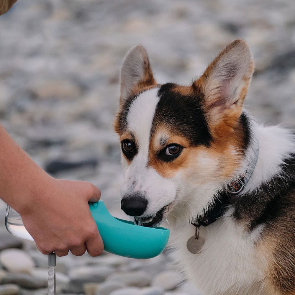 Portable Water Dispenser For Dogs